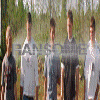 Animated sequence showing repeated figures in gray and white shirts against a grassy background with text overlays.