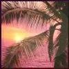 A static image of a palm tree silhouette against a sunset sky with pink and orange hues over water.