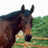 A pixelated horse head in profile against a green field, with 'i' and 'love' text on adjacent light pink