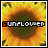 Sunflower image with 'sunflower' text overlay, each frame showing a different letter highlighted in red.