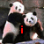 Animated sequence of two pandas with text overlays: 'i' in red, 'love' in blue, and 'pandas' in green.