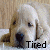 Animated contact sheet of six frames showing a golden retriever puppy's face with the word "Tired" below each frame, arranged in 3x2 grid on light brown background.