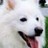 Pixelated close-up of a white dog's face with black eyes, nose, and mouth, pink tongue visible, green background on right side.