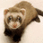 A pixelated ferret-like animal in a horizontal pose with brown and white fur, black paws, and pink ears on a light background.