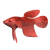 Red fish with flowing fins and tail swims left to right across white background in nine