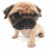 Pixelated image of a pug dog with light brown fur and dark facial features standing next to black text reading "Puga Rule" on white background.