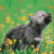 six animal images: a dog in grass, a cat on a surface, a rabbit, an octopus-like creature, and two birds
