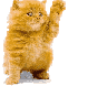 A fluffy orange cat stands upright on two legs with one paw raised in a waving gesture against a solid gray background.