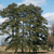 A pixelated static image of a large tree with dense foliage against a light blue sky with scattered clouds and a brownish ground plane.