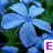 Blue hydrangea flowers with green foliage background and purple text labels changing across frames.