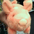 A pink pig character with large ears and a rounded snout appears in three showing slight head movement against a dark background