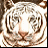 A 48x48 pixel animated contact sheet showing two frames of a tiger's face with subtle mouth movement, displayed side-by-side on a gray background.