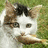 A pixelated cat with brown and white fur holds a fish in its mouth against a grassy background, with pink text reading "Funny How Cats Always look as if there INOCENT" on a black field.