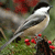 A small bird with black, white, and gray plumage perched on a branch with red berries against a blurred green and red background.