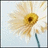 Pixelated static image of a sunflower with yellow petals and brown center against light blue background.