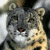 A pixelated image of a leopard's face on the left, with green text reading "Original Icons .com" on a dark green background to the right.