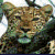 Pixelated static image of a leopard's face with greenish-brown fur, dark eyes, and visible whiskers against a light background.