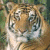A pixelated tiger's face occupies the left side of a split-screen image, with green text reading 'Original Icons .com' on the right.