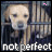A dog with light brown fur and dark eyes peers through metal bars, its expression neutral as a pink heart symbol changes position above it.