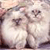 Two light-colored animals with dark eyes and noses stand side-by-side against a soft, blurred background of muted tones.