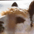 A close-up of a dog's face with brown and white fur, dark eyes, and a small black nose, showing subtle animation changes across frames.