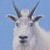 Static 50x50 pixel icon of a mountain goat's head with curved horns against a blue sky background, rendered in low-resolution pixel art style.