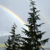 Pixelated image of dark evergreen trees against a light gray sky with a faint rainbow arc and a bright light source near the horizon.