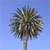 A pixelated palm tree with a brown trunk and green fronds against a solid light blue background.