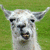 A split-screen image shows a pixelated llama on the left and red text reading 'obama is my llama!' on a blue background right.