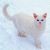 A split-frame contact sheet showing a white cat icon on the left and green text logo on the right against a light background.