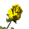 Yellow rose with green leaves and stem, displayed in a of varying poses and angles against a white background