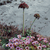 Pixelated image of two mushrooms with dark red caps and green stems against a gray sky, surrounded by purple and pink flowers on brown ground.