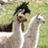 Two light-colored alpacas stand side-by-side against a blurred green background, one with dark hair on its head.