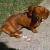 iconhell_the only weiner i like