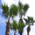 Pixelated image of multiple palm trees with brown trunks and green fronds against a light blue sky background.