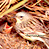 Animated contact sheet showing three frames of a cartoon bird in a nest with visible text "CoolBuddy.com" on the right side.