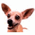 Pixelated image of a light brown dog with large ears and dark eyes, positioned next to green text on a dark background.