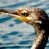 Animated contact sheet showing a cormorant bird with long beak and orange eye against water background, alongside CoolBuddy.com text on blue background.