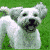 A white dog with a fluffy coat stands on green grass, its mouth open in a panting expression across four