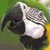 A pixelated bird with gray and white plumage, black beak, and yellow background on the left; green text 'Original Icons .com' on a dark green right
