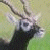 Pixelated image of a mountain goat's head on the left, with green text 'OriginalIcons.com' on the right against a dark background.