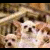 Pixelated image of a light-colored dog with dark spots on the left, next to vertical white text 'JADE' on black background.