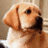 A pixelated dog's head on the left, with a green background and pink text reading 'puppy pout' on the right.