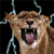 Animals icons for AIM, MSN, MySpace and Yahoo