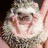 Animated sequence of a hedgehog-like creature in four showing mouth open, tongue out, and a green heart symbol