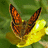 A butterfly with orange and brown wings rests on a yellow flower against a green background, with pixelated text describing its actions.