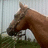 Brown horse head in profile view with dark mane, standing in grassy field with blurred background.