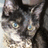 Pixelated cat image with yellow text on black and gray backgrounds, showing a close-up of the cat's face and chest.