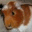 Pixelated image of a brown and white guinea pig on a blue background with cyan text and symbols.