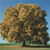 A static pixelated image of a large tree with brown and green foliage against a blue sky and green ground.
